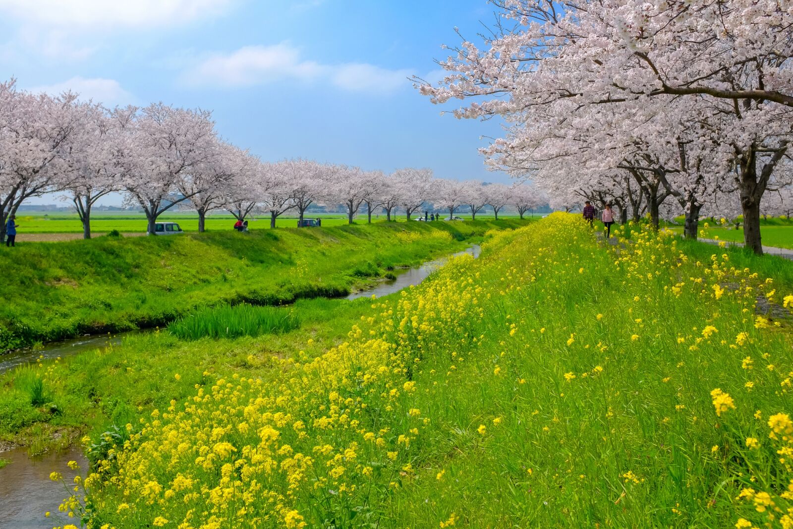 Fujifilm X100T sample photo. Cherry, blossoms, flowers, japan photography