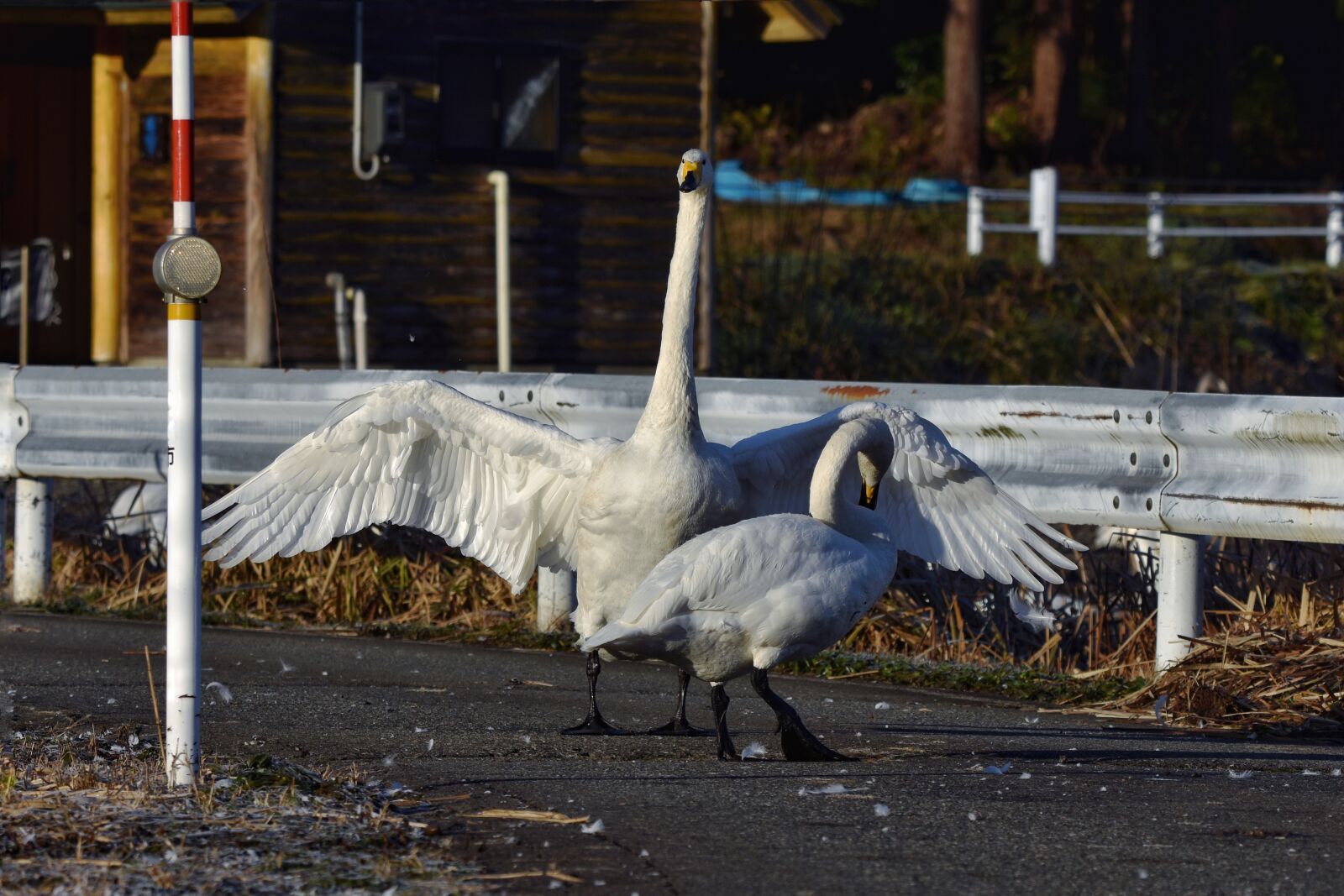 Nikon D7200 sample photo. Animal, road, bird photography