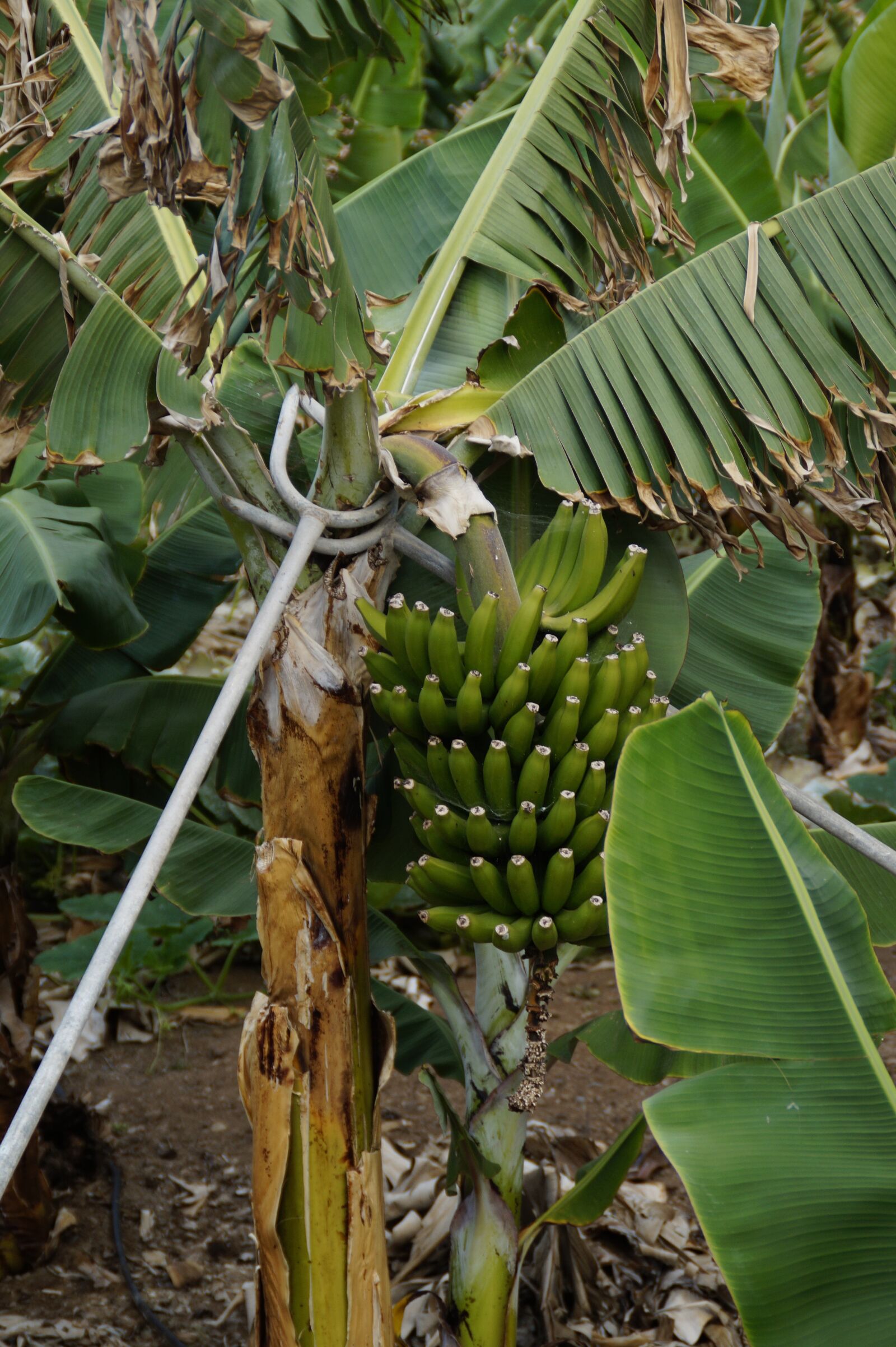 Sony SLT-A58 sample photo. Bananas, banana plantation, support photography