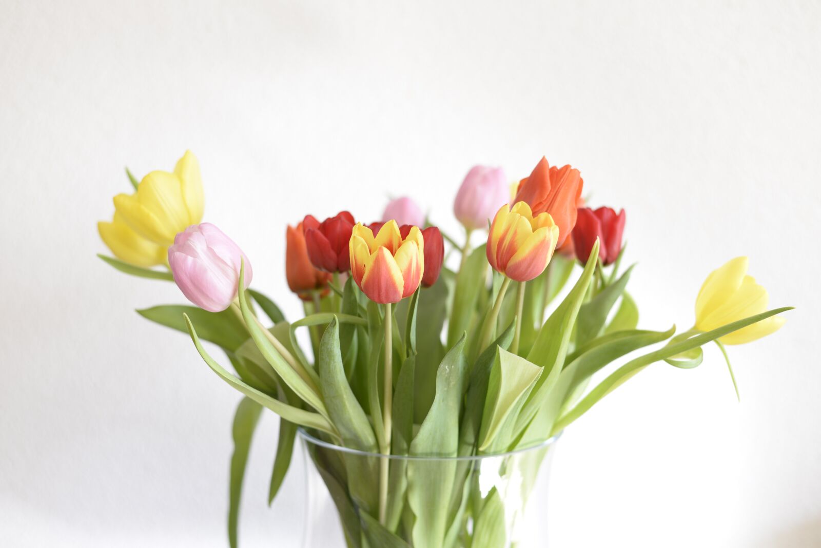 Nikon D610 sample photo. Tulip, tulips, schnittblume photography