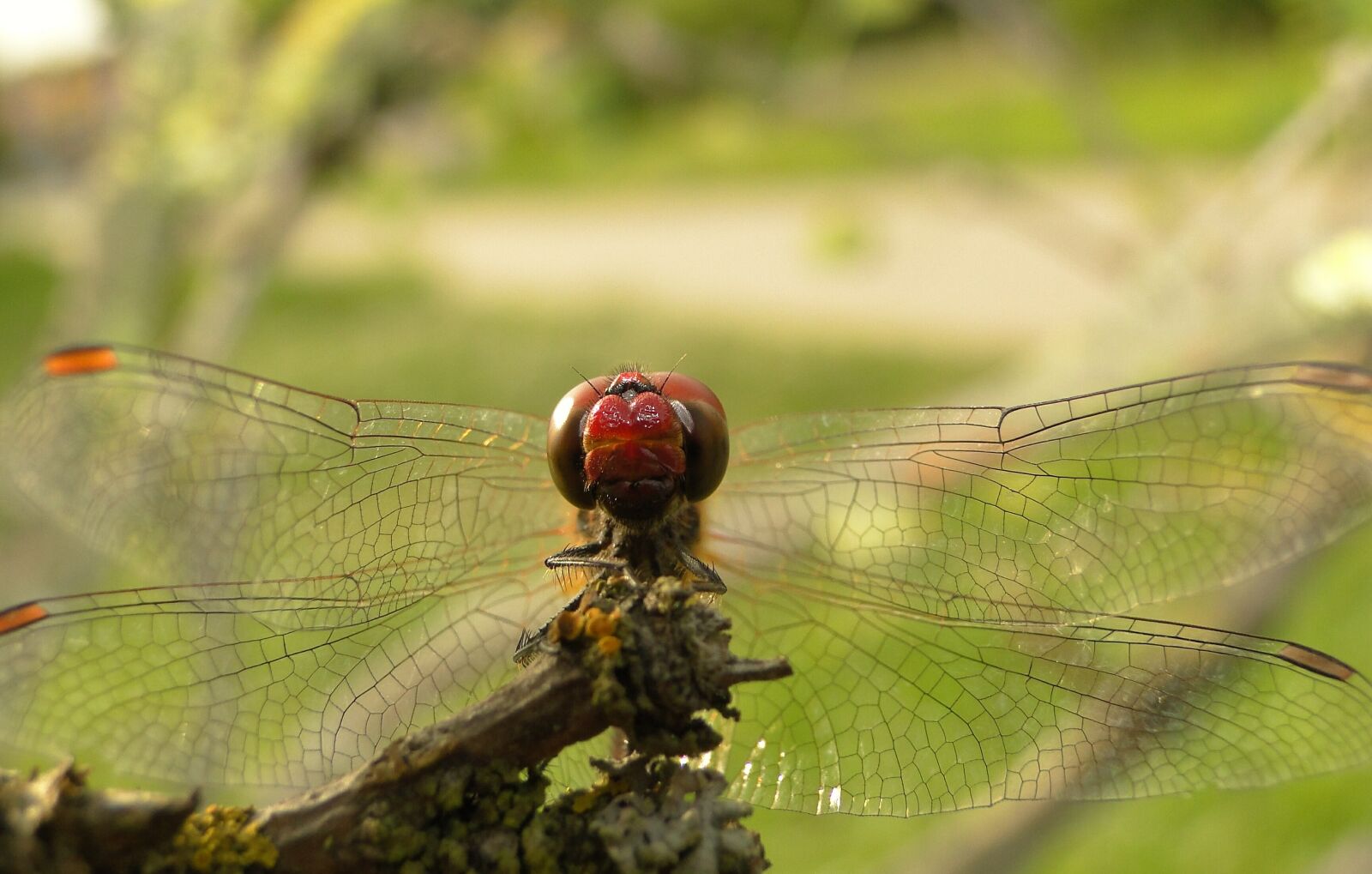 Sony Cyber-shot DSC-HX1 sample photo. Insect, dragonflies r noskrzyd photography