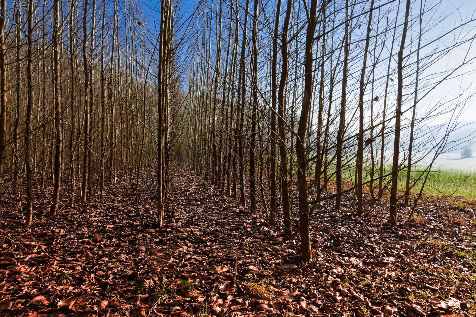 Nikon D7200 sample photo. Forest, trees, climate change photography