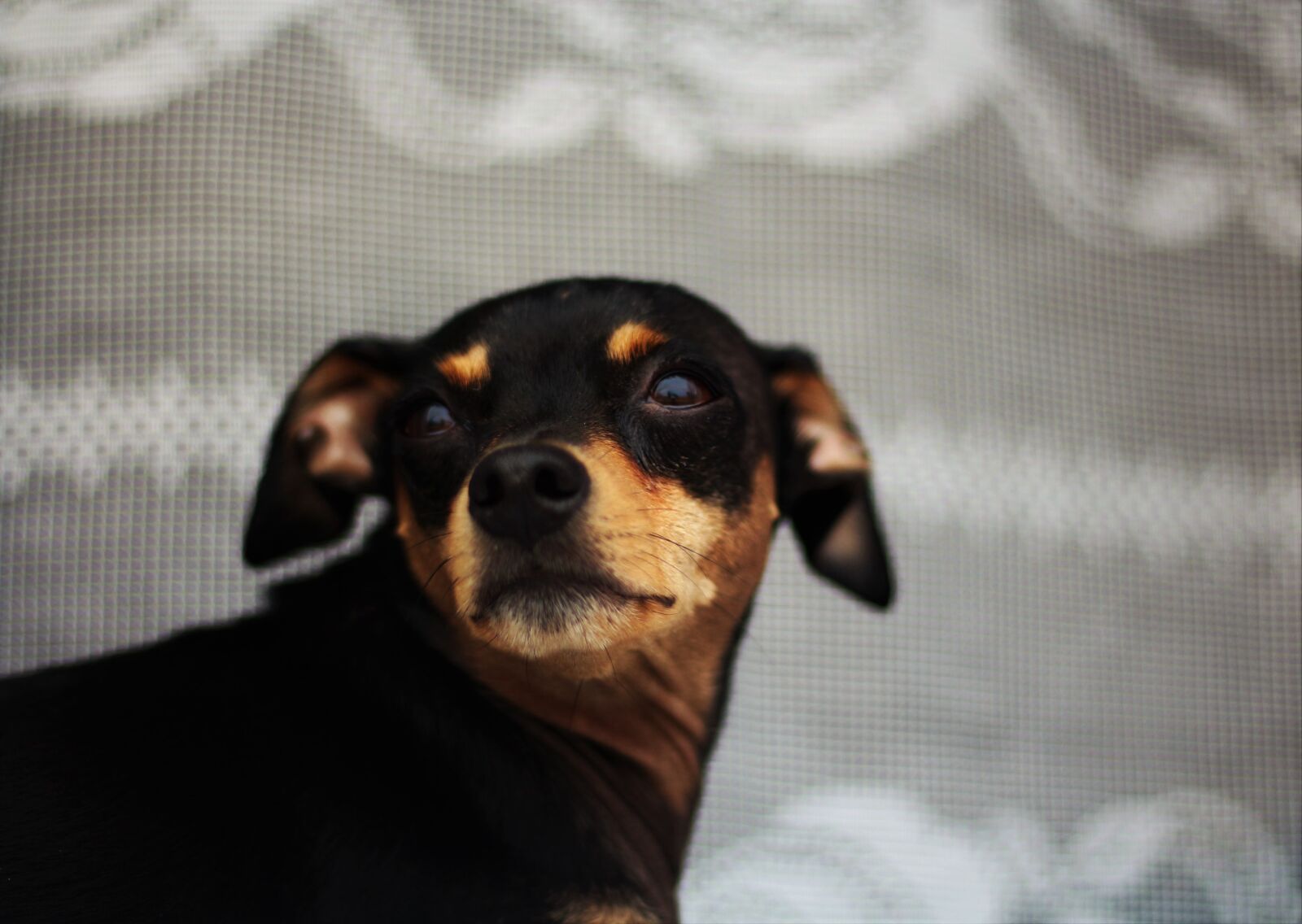 Canon EOS 650D (EOS Rebel T4i / EOS Kiss X6i) + Canon EF 50mm F1.8 STM sample photo. Dog, toy terrier, window photography