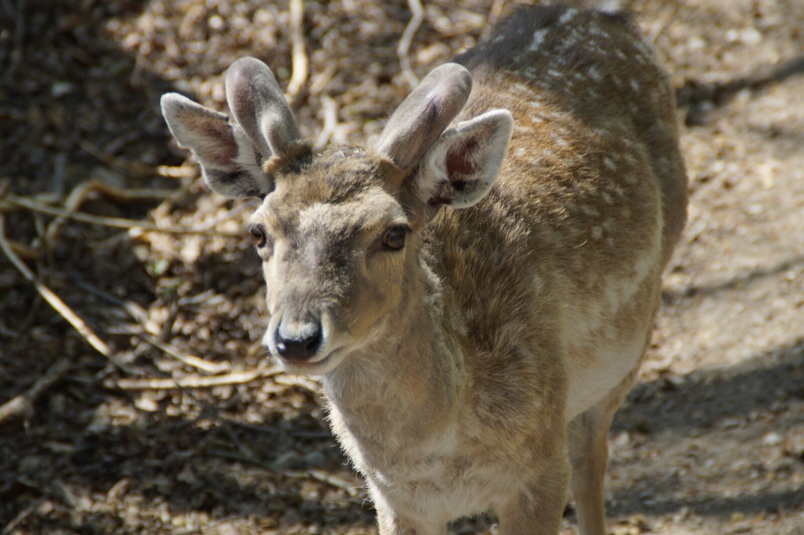 Sony SLT-A58 sample photo. Fallow deer, male, animal photography