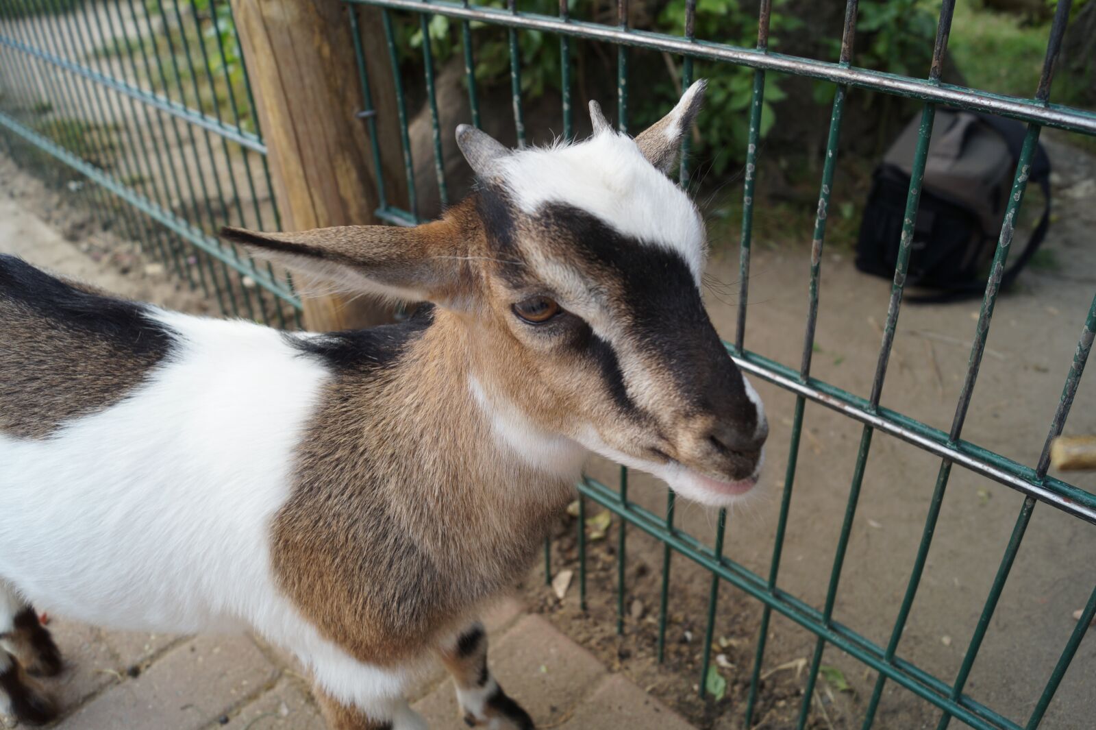 Sony DT 18-55mm F3.5-5.6 SAM II sample photo. Zoo, goat, young animal photography