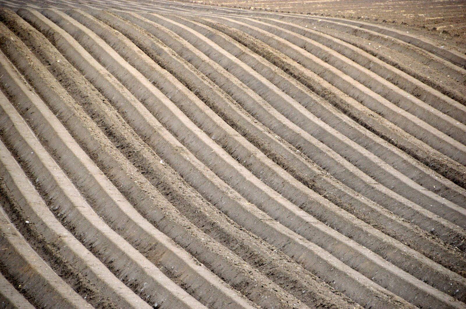 Nikon D3200 sample photo. Agriculture, field, harvest photography