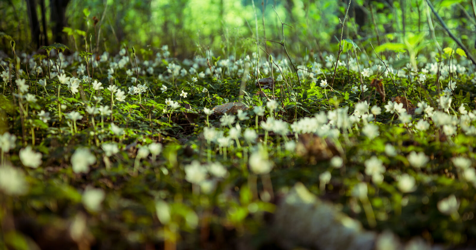 Nikon D610 sample photo. Background, beautiful, flowers, close photography