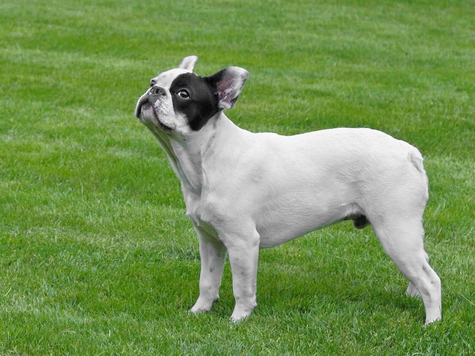 Nikon D300 sample photo. Animal pet, dog, canine photography