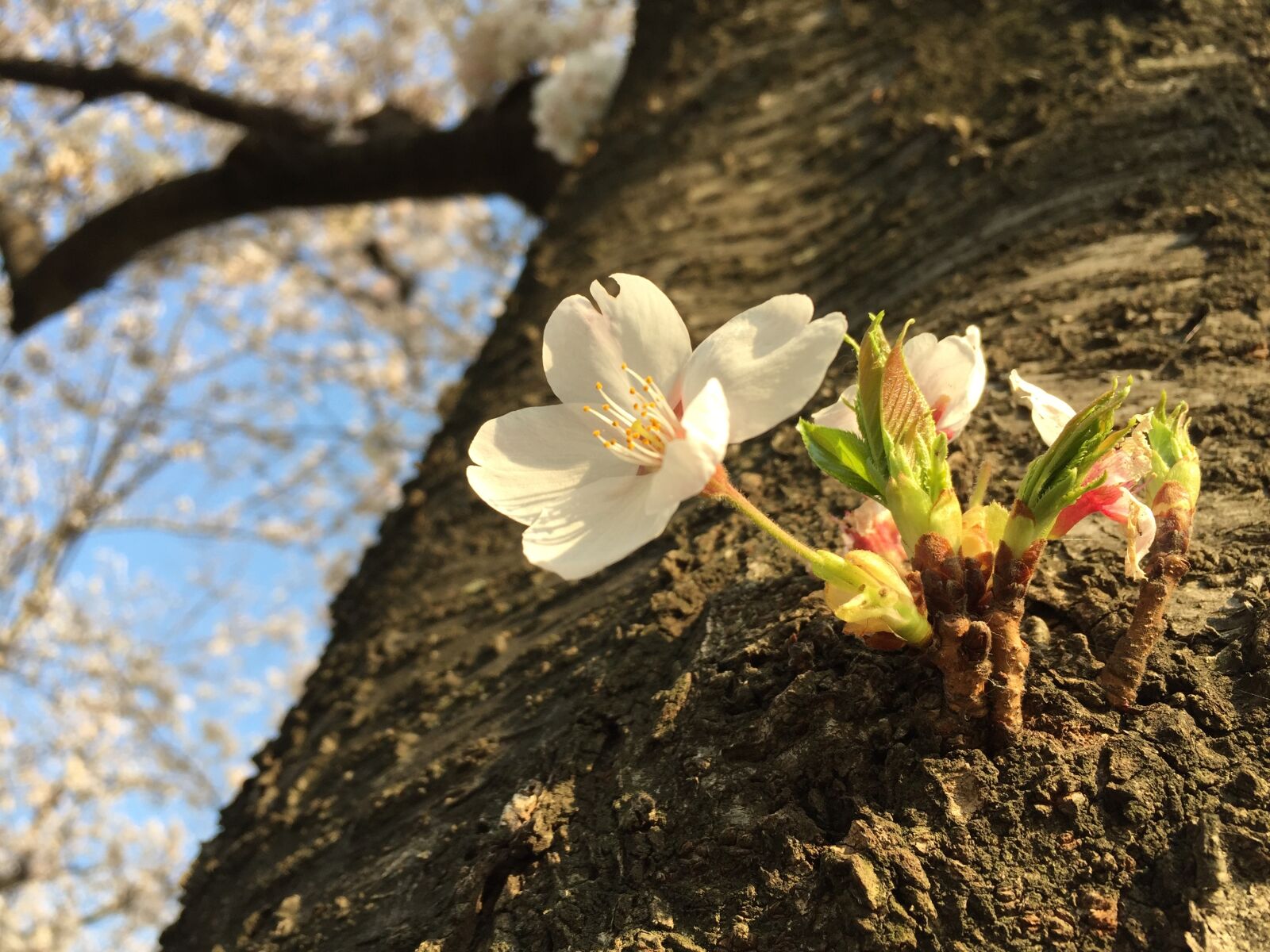 Apple iPhone 6 sample photo. Cherry blossoms, cherry blossom photography