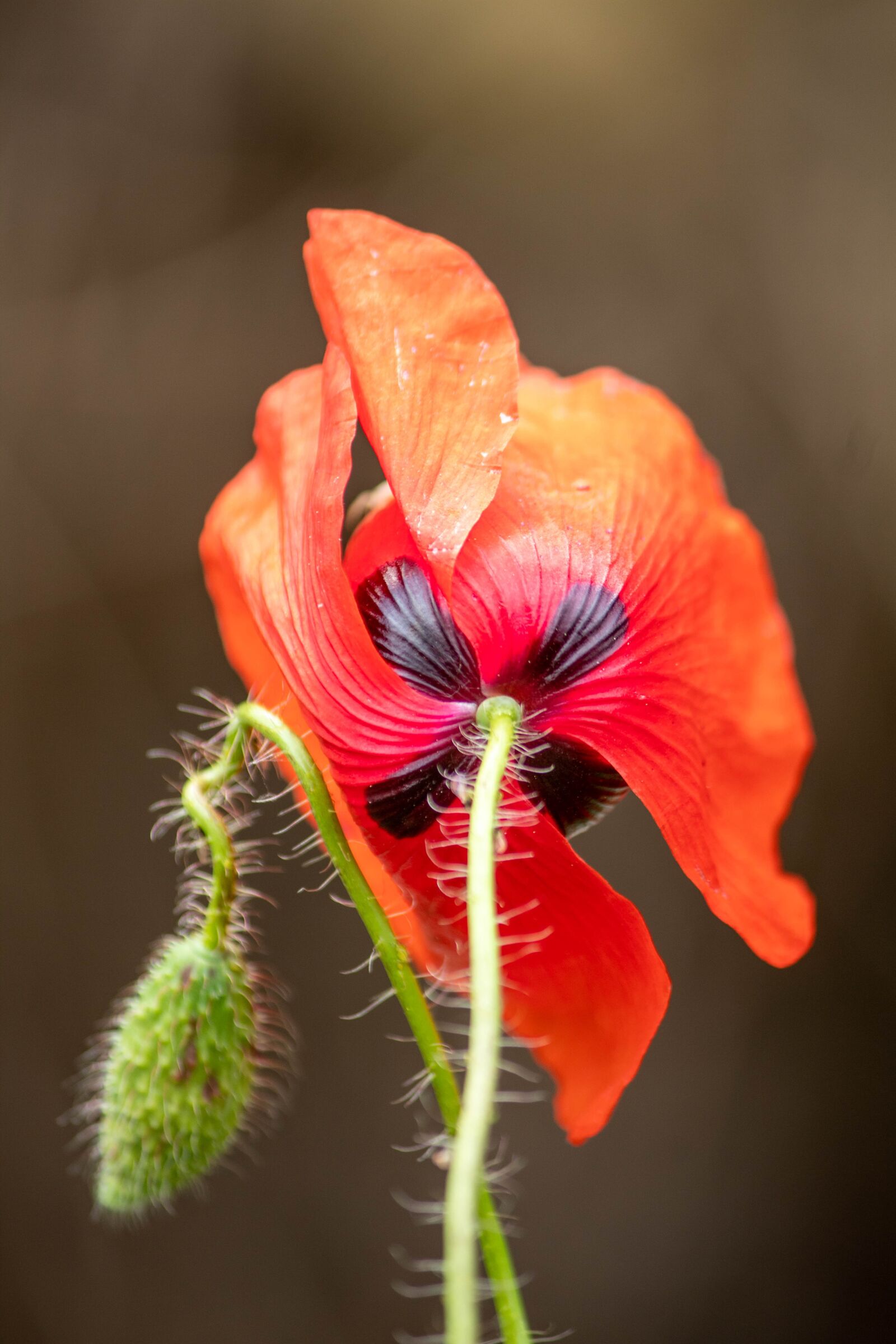 Canon EOS 1300D (EOS Rebel T6 / EOS Kiss X80) sample photo. Poppies, close-up, macro photography