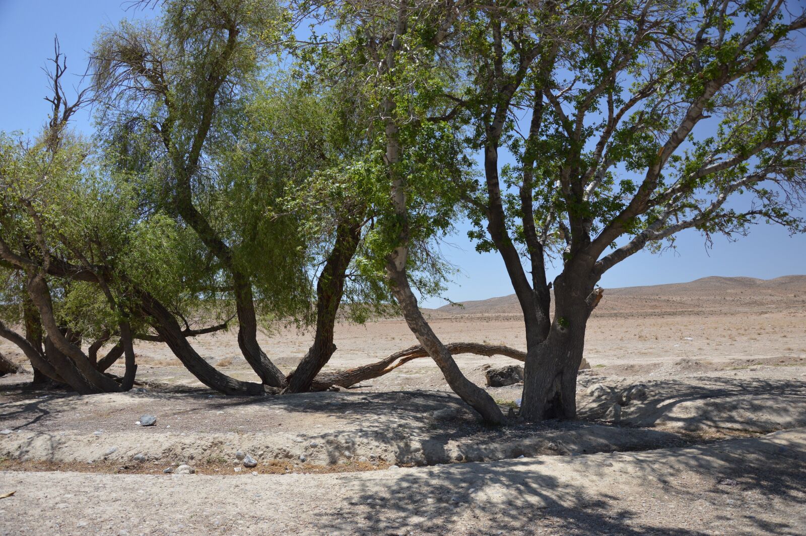 Nikon D3200 sample photo. Trees, oasis, desert photography