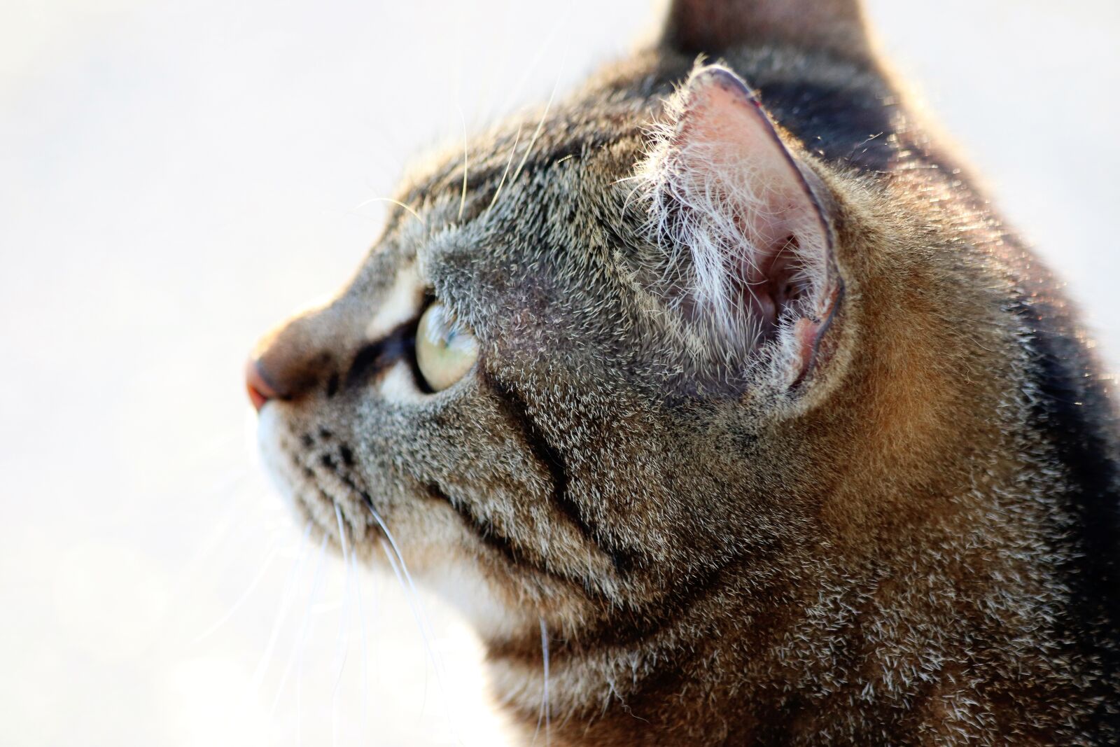 Canon EOS 200D (EOS Rebel SL2 / EOS Kiss X9) sample photo. Tiger cat, pet, cute photography