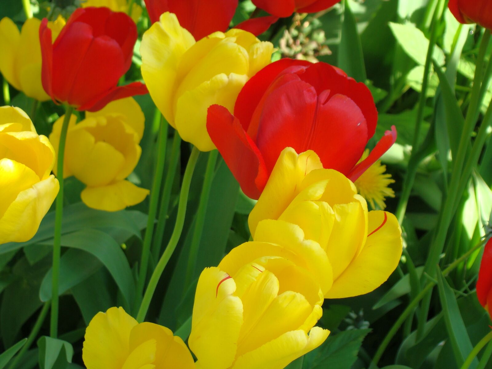 Sony DSC-H7 sample photo. Tulips, close up, early photography