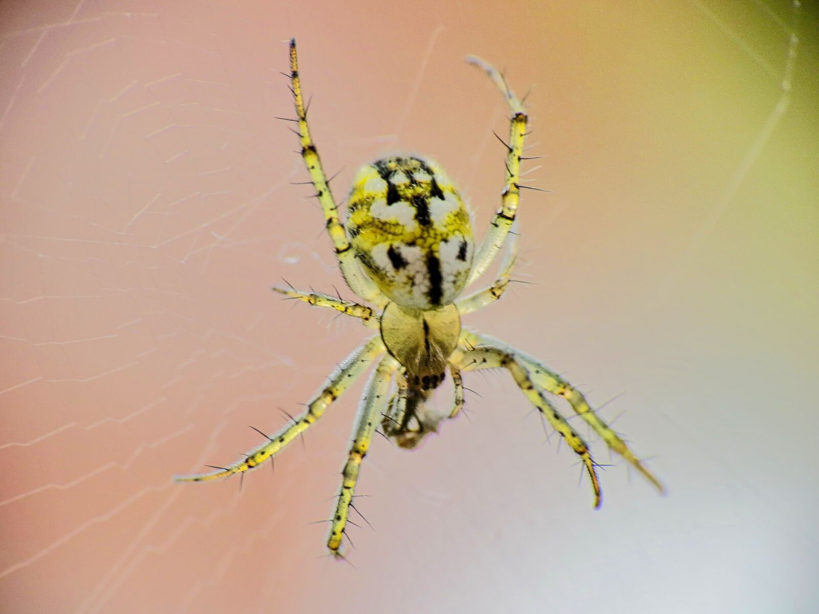 Canon PowerShot SX40 HS sample photo. Insect, spider, web photography