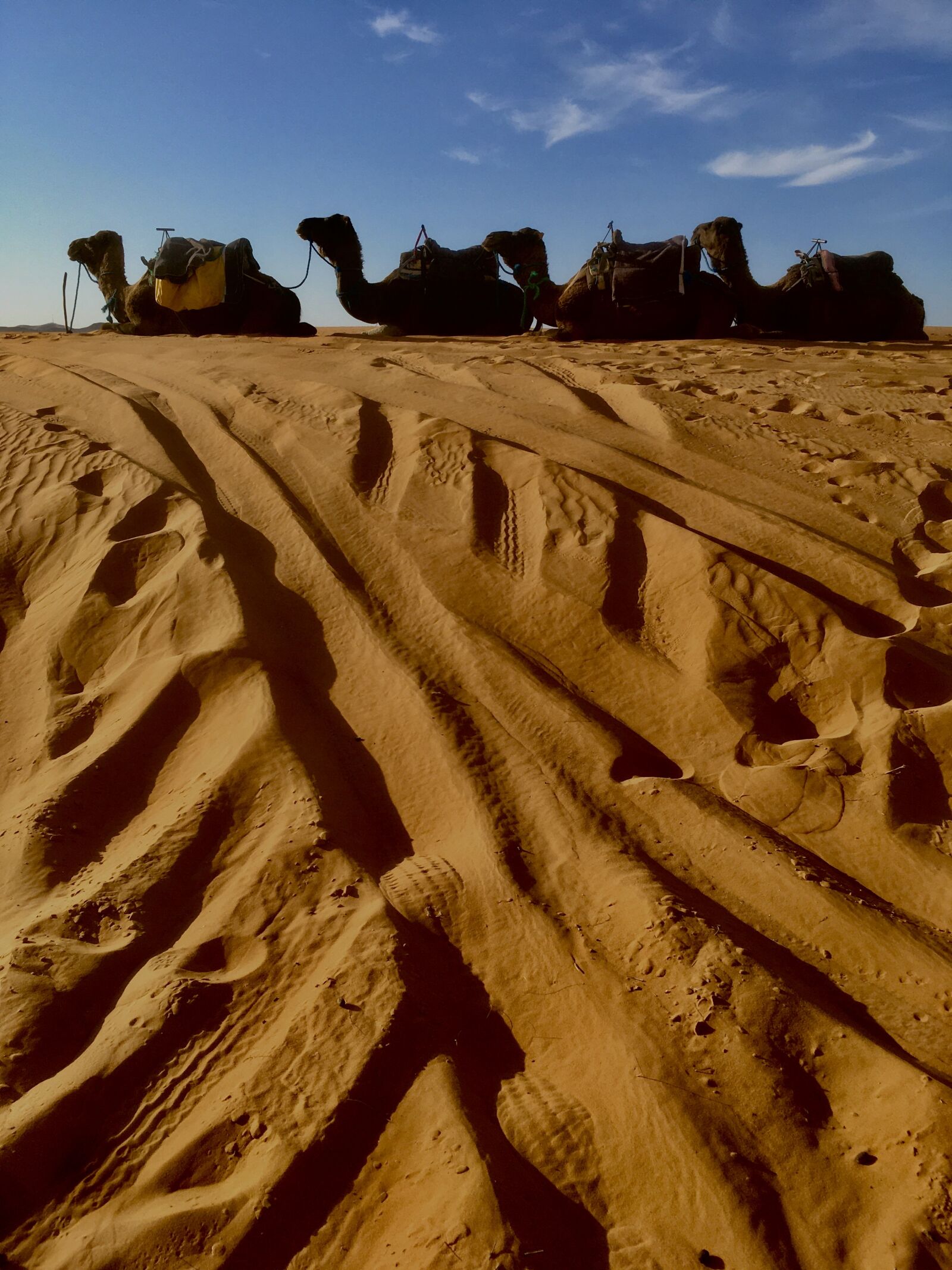 iPhone SE back camera 4.15mm f/2.2 sample photo. Camels, desert, morocco photography