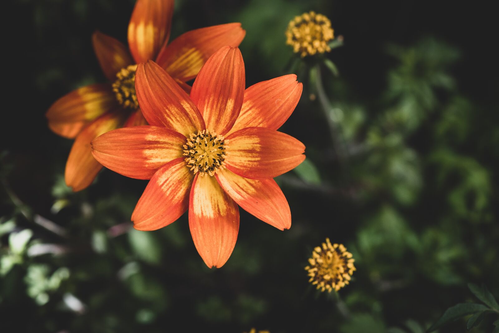 Nikon D750 sample photo. Flowers, orange, garden photography