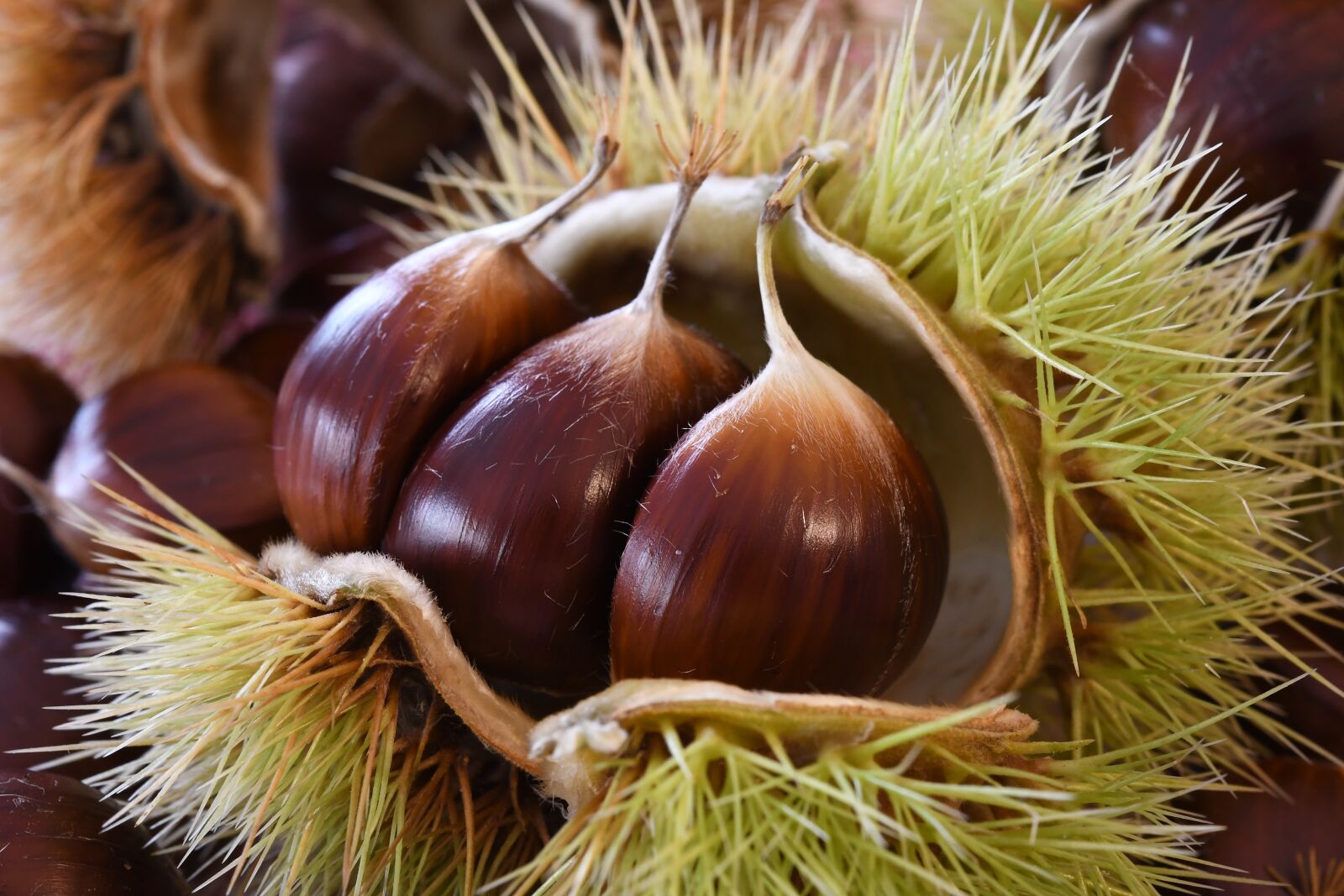Nikon D7500 sample photo. Chestnuts, autumn, curly photography