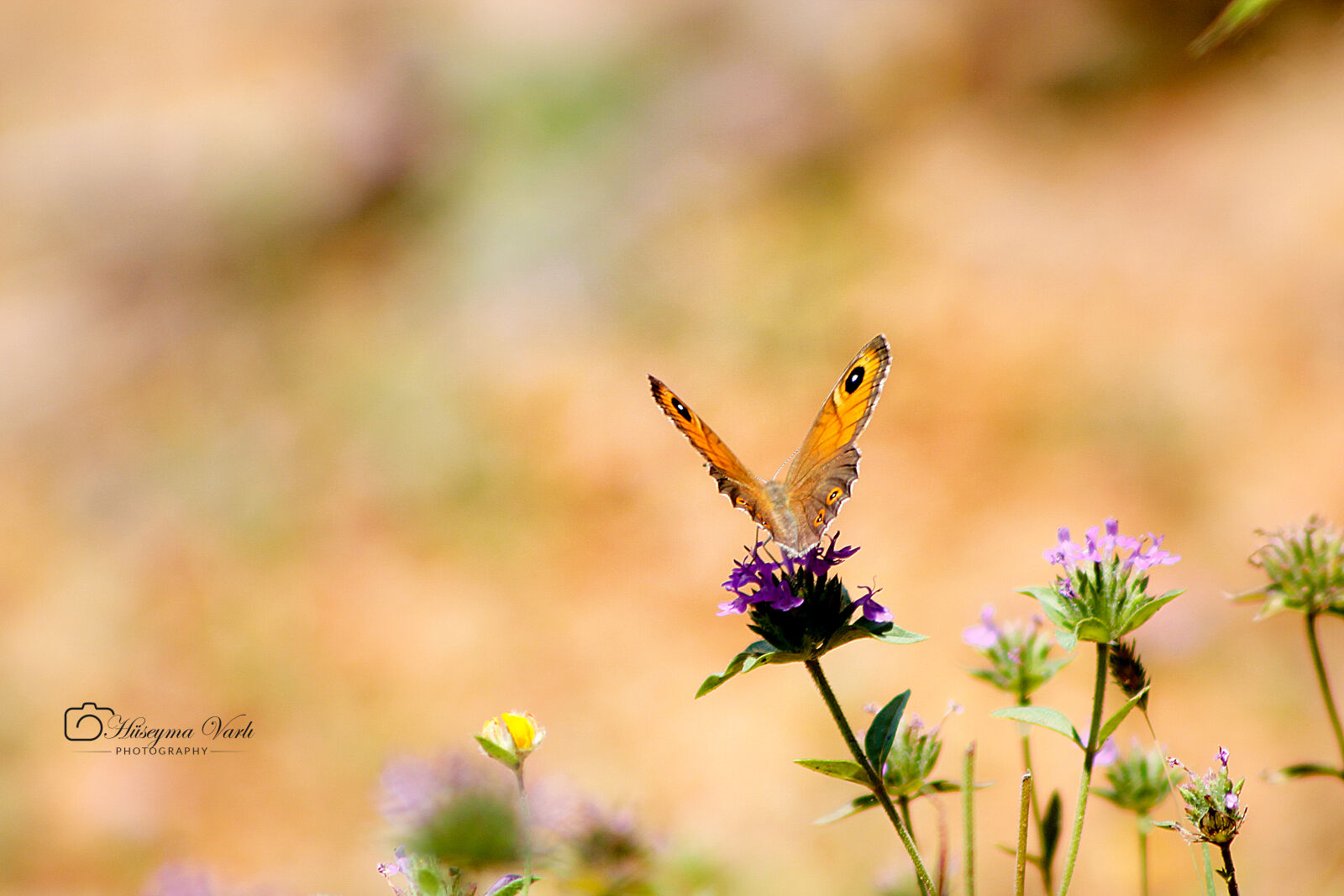 Canon EOS 60D + Canon EF 75-300mm f/4-5.6 sample photo. 60d, butterfly, butterfly, on photography