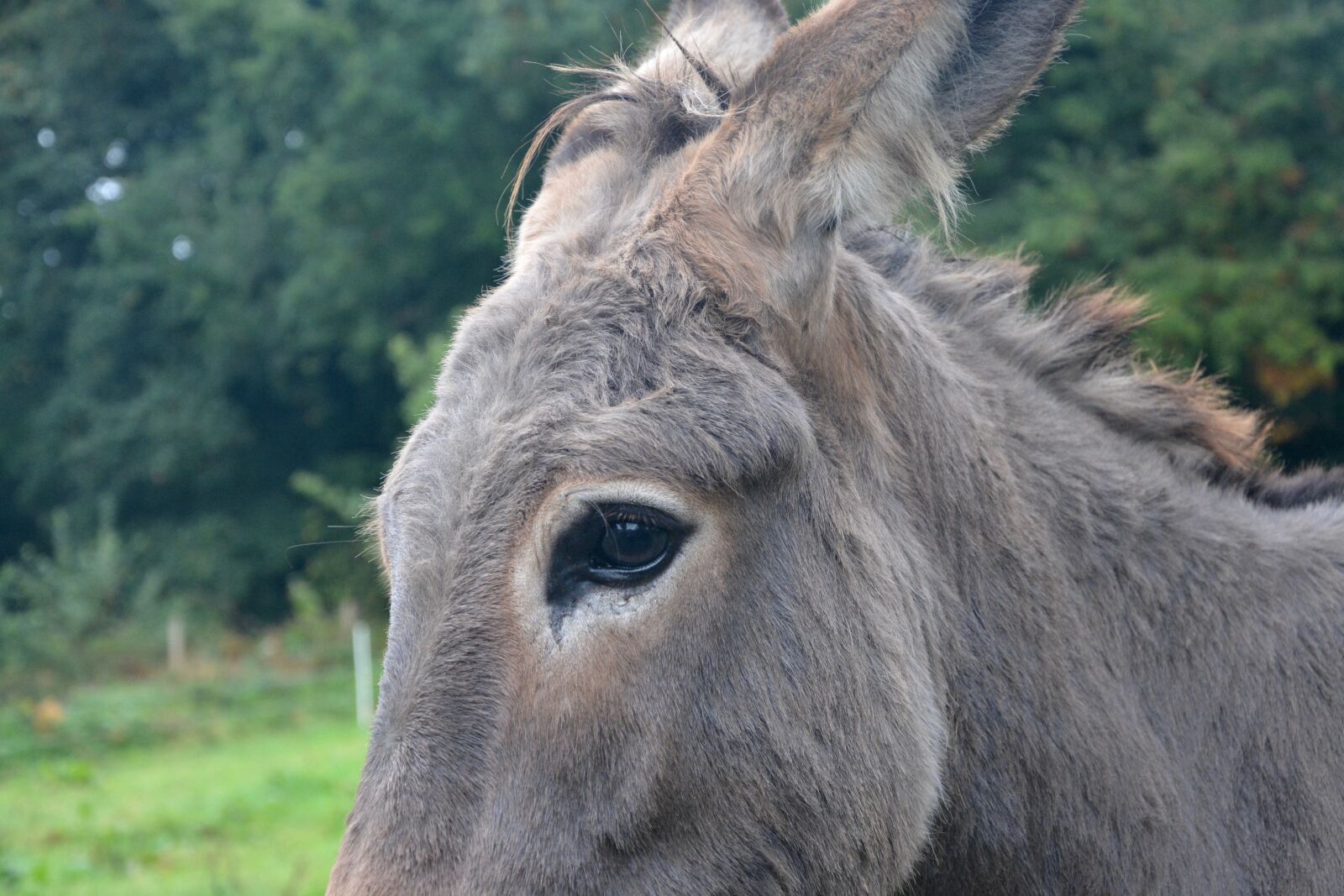 Nikon D5200 sample photo. Donkey, eye ass, equine photography