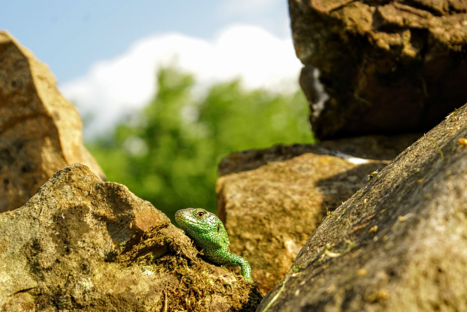Sony Alpha DSLR-A100 sample photo. Gad, nature, green photography