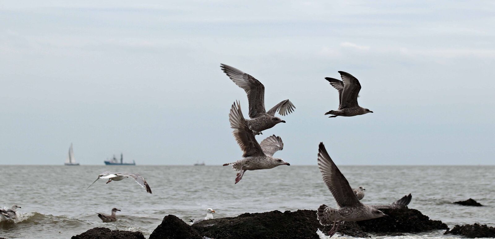 Canon EOS 80D sample photo. Seagull, bird, sea, ship photography