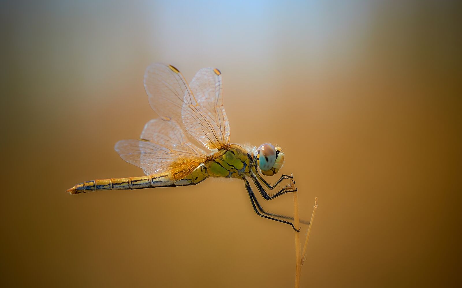 Sony E 55-210mm F4.5-6.3 OSS sample photo. Insect, dragonfly, nature photography