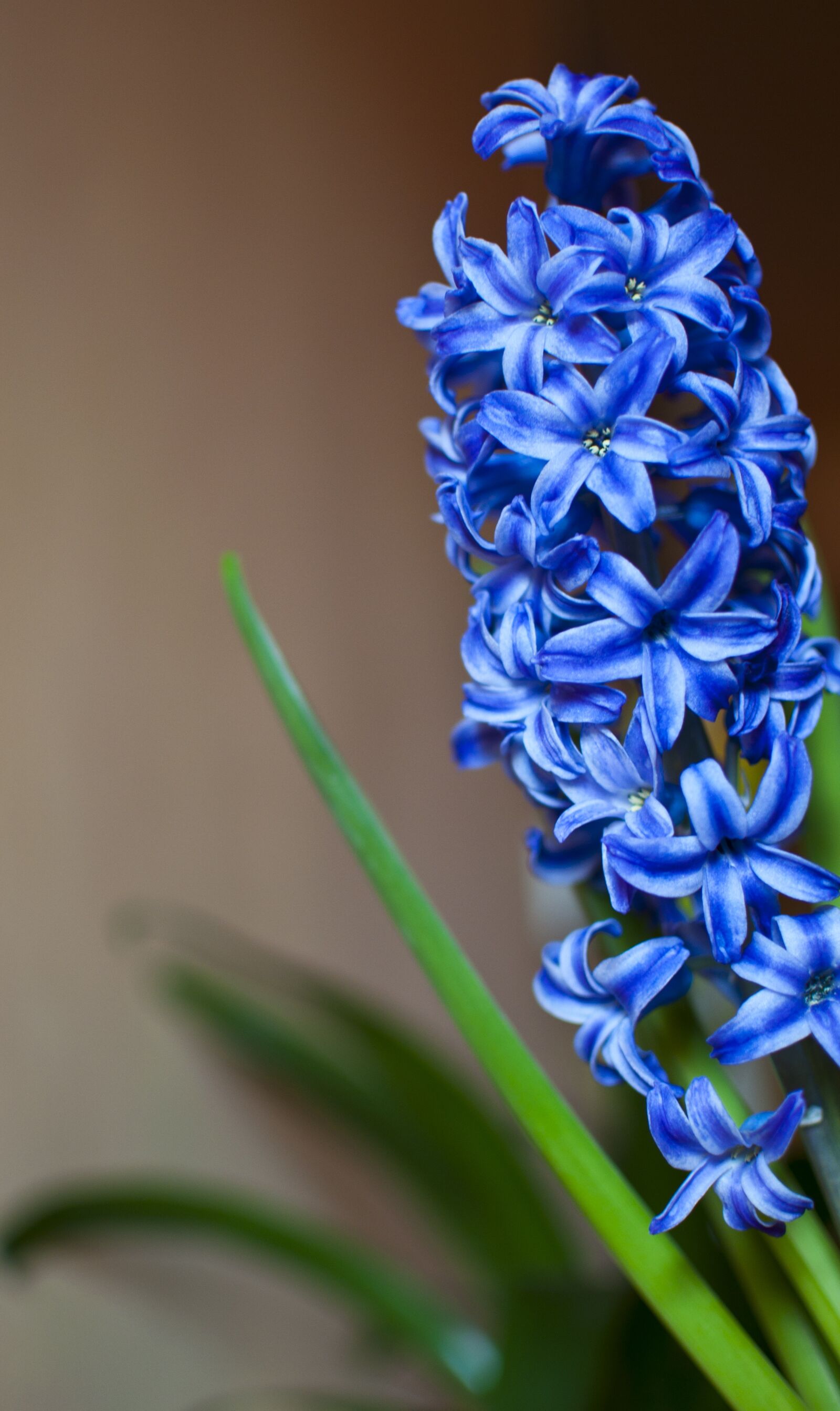 Nikon D90 sample photo. Blue, spring, green photography