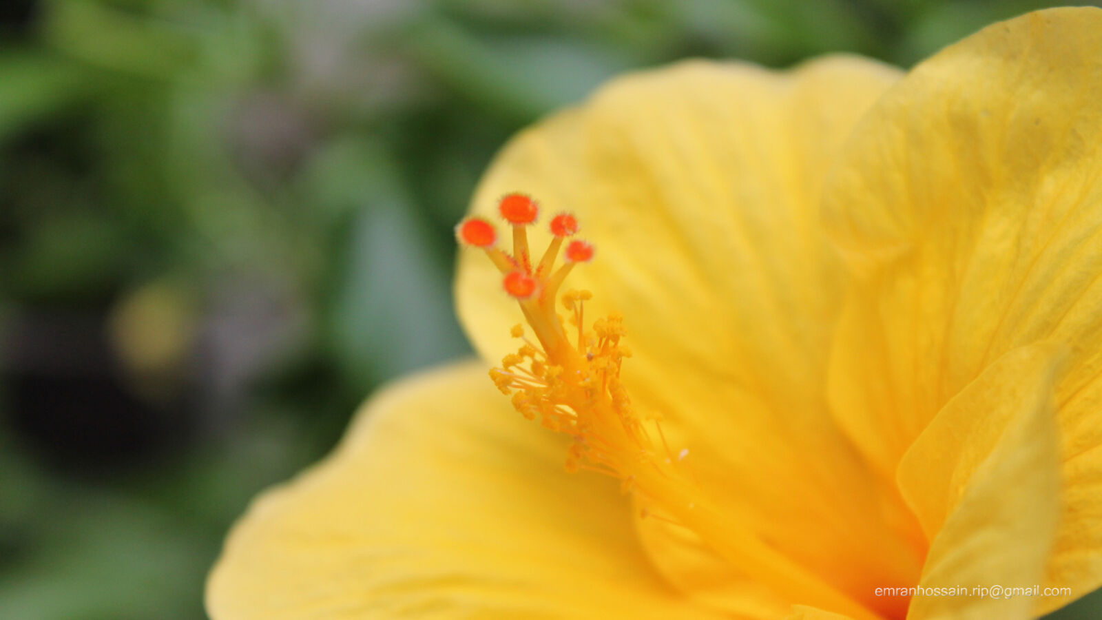 Canon EOS 1100D (EOS Rebel T3 / EOS Kiss X50) sample photo. Nature, nice, wallpaper photography
