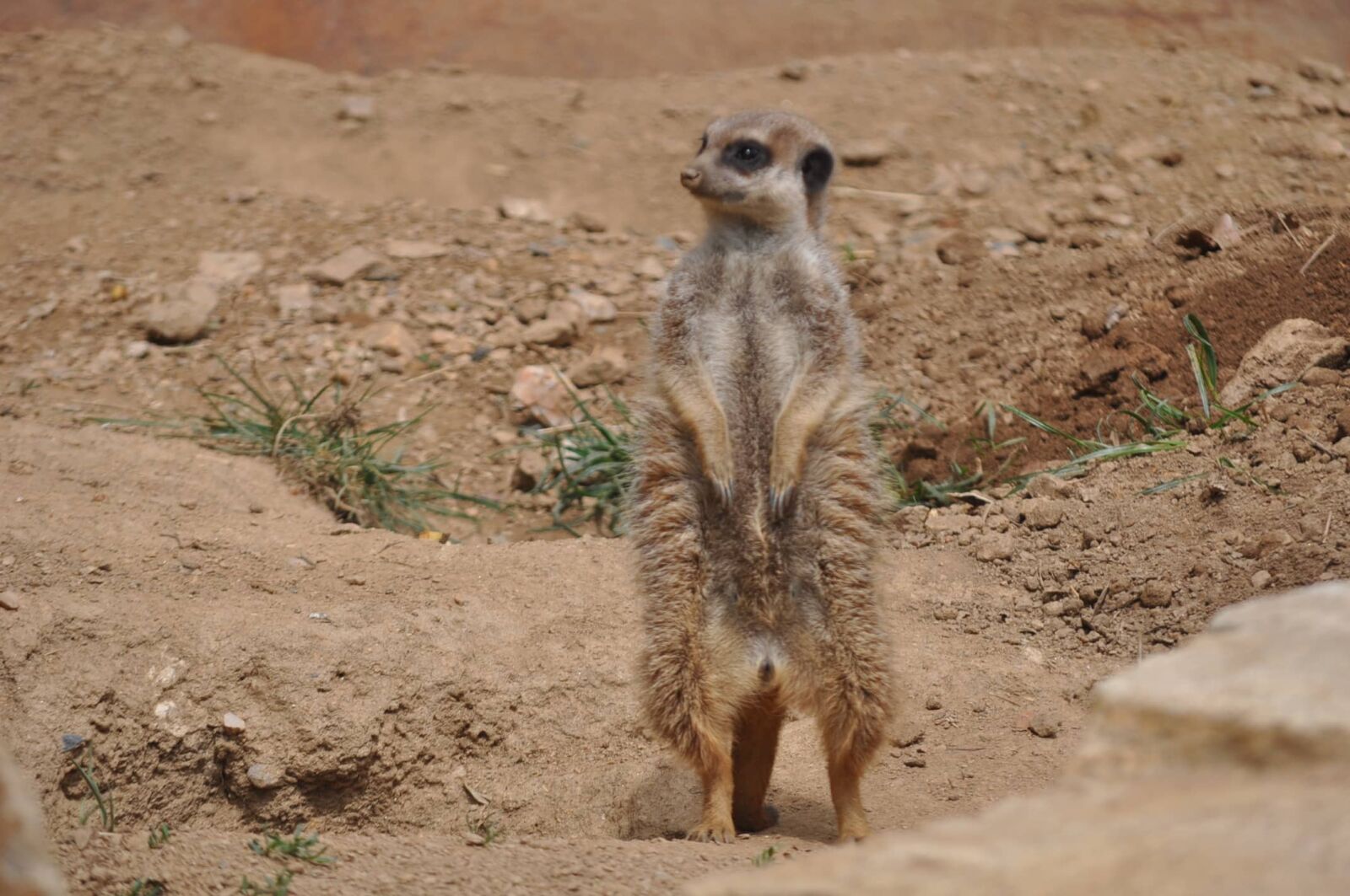 Nikon D5000 sample photo. Animal, savanna, wilderness, wildlife photography