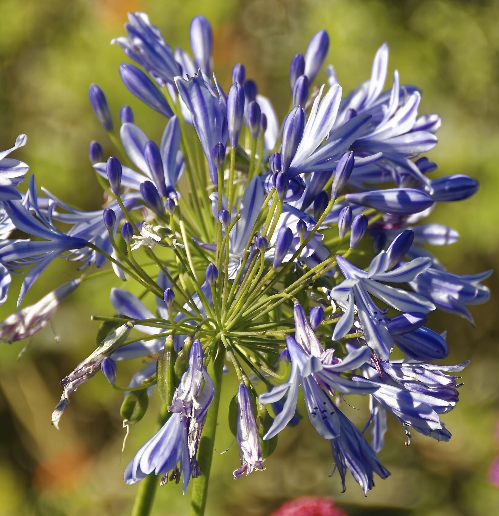 Nikon D500 sample photo. Flourished, flower, plant photography