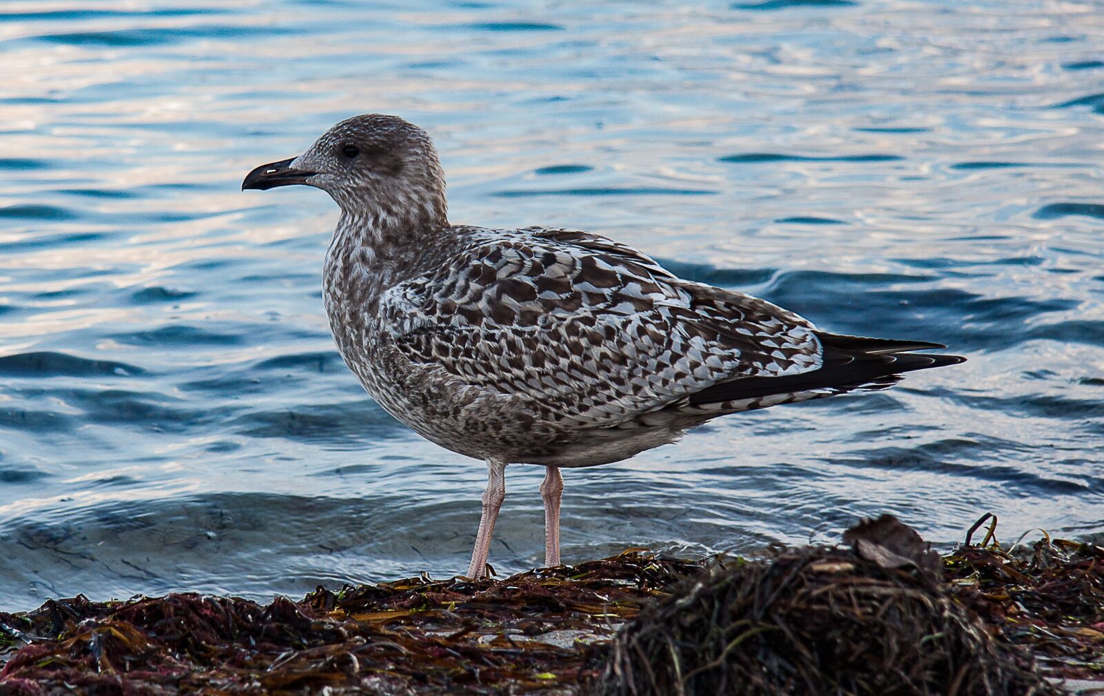 Canon EF-S 17-85mm F4-5.6 IS USM sample photo. Skua, seagull, water bird photography