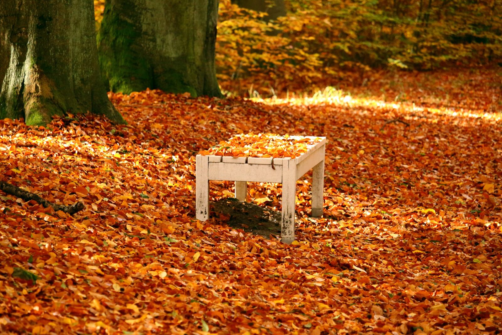 Canon EOS 100D (EOS Rebel SL1 / EOS Kiss X7) sample photo. Bank, autumn, fall foliage photography