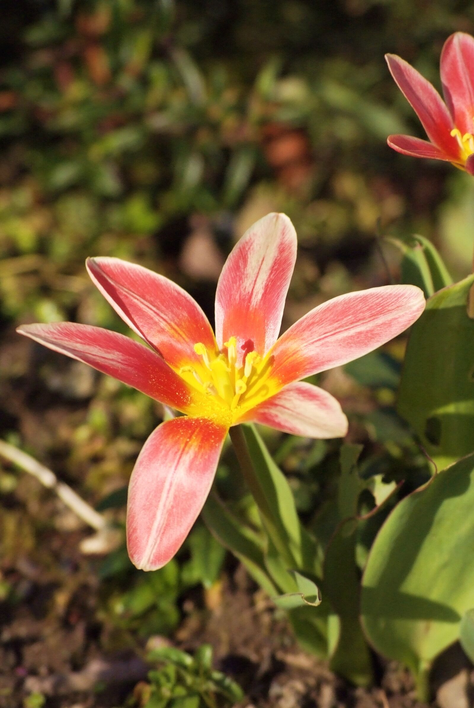 Fujifilm FinePix S5 Pro sample photo. Tulipe, flower, pink photography