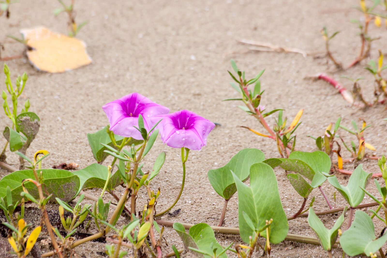 Canon EOS 500D (EOS Rebel T1i / EOS Kiss X3) sample photo. Flowers, ipomoea flowers, seaside photography