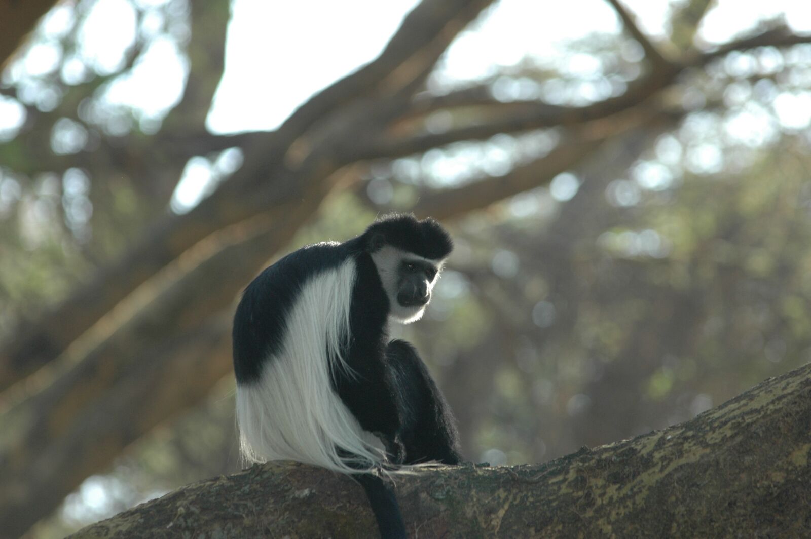 Nikon D70 sample photo. Colobus monkey, africa, colobus photography