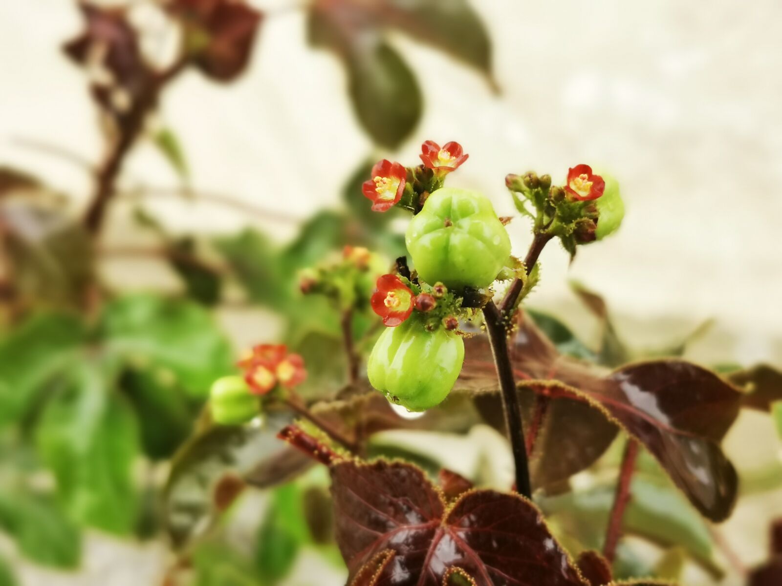 HUAWEI P30 Pro sample photo. Flower, coffee, beautiful photography