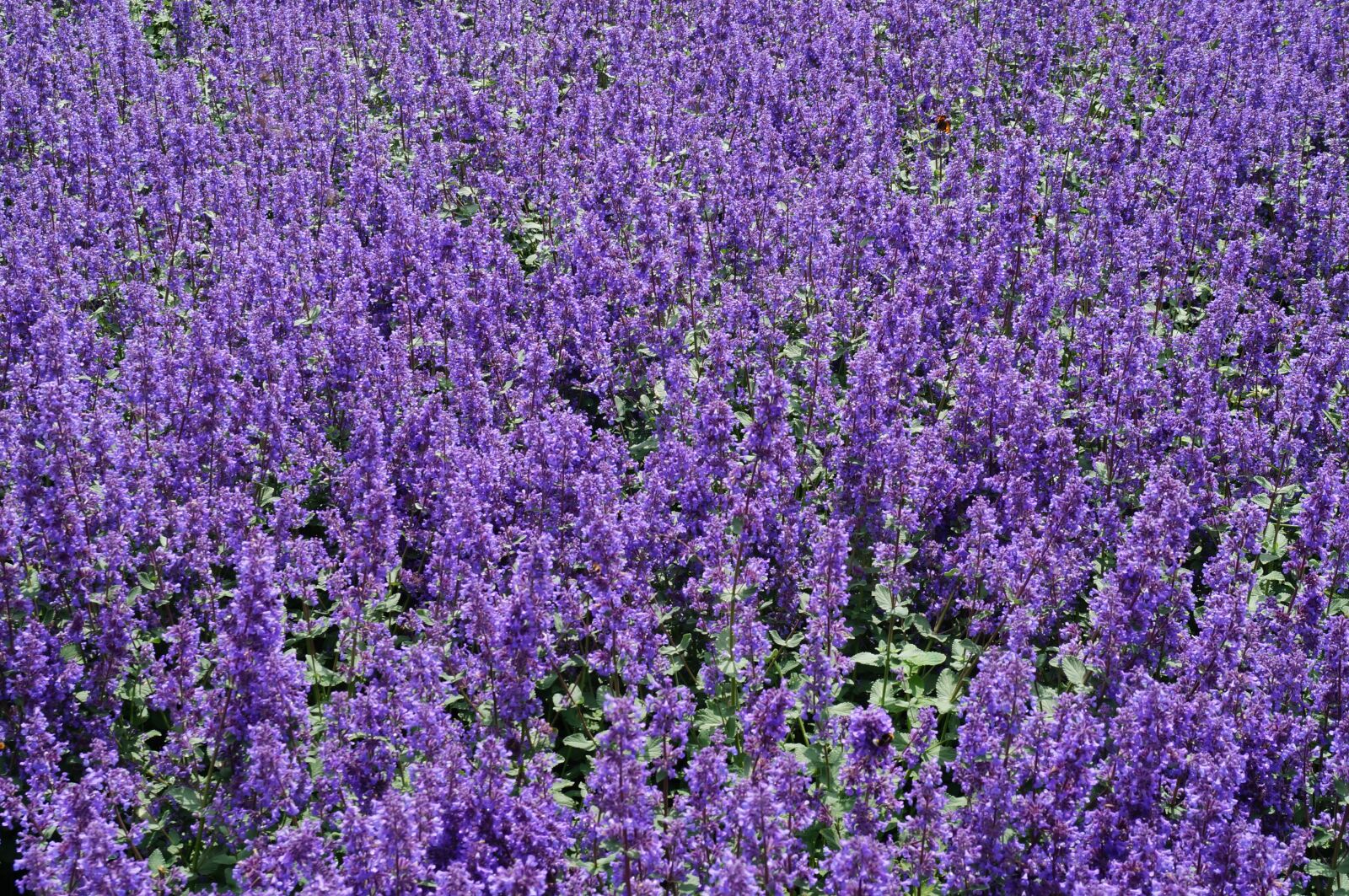 Sony SLT-A57 sample photo. Purple, bloom, flowers photography