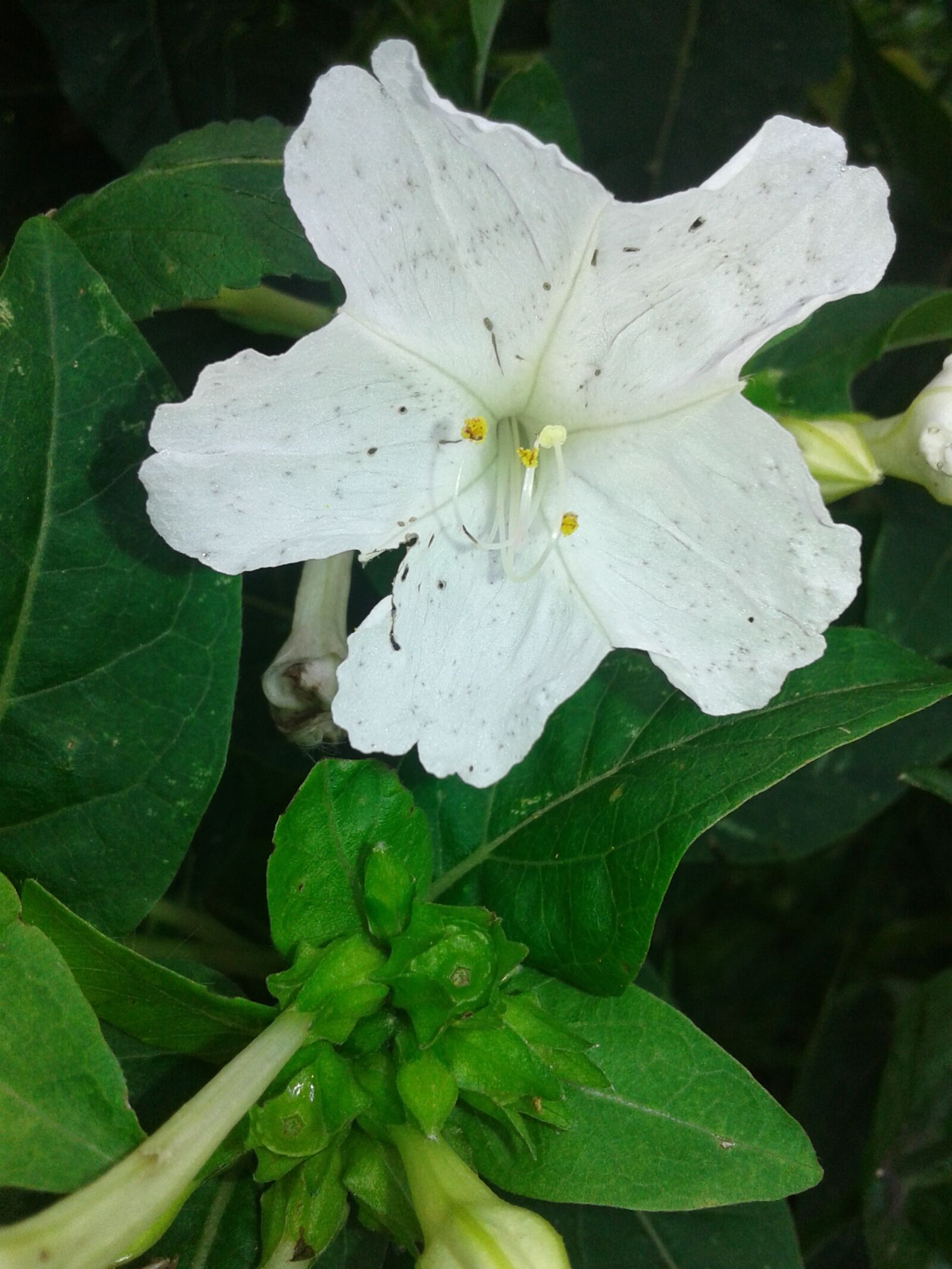 Samsung Galaxy Core2 sample photo. Flowers, nature, garden photography