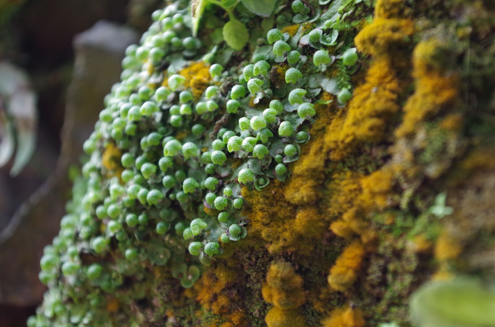 Pentax K-50 sample photo. Natural, plant, moss photography