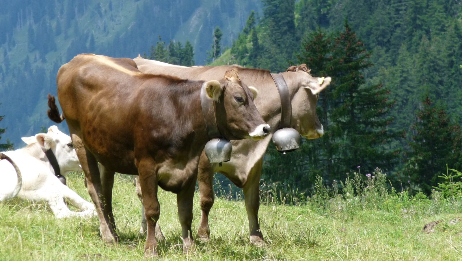 Panasonic Lumix DMC-FZ28 sample photo. Allgäu, cow, cows photography