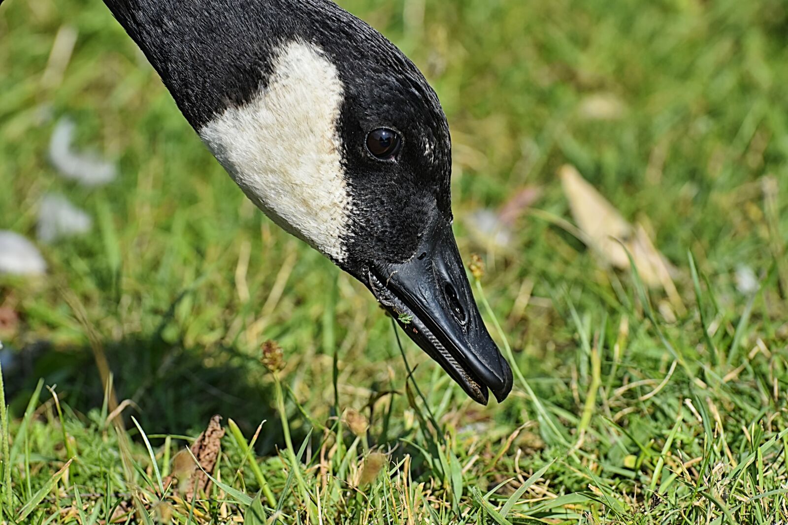 Nikon D7200 sample photo. Canada goose, branta canadensis photography