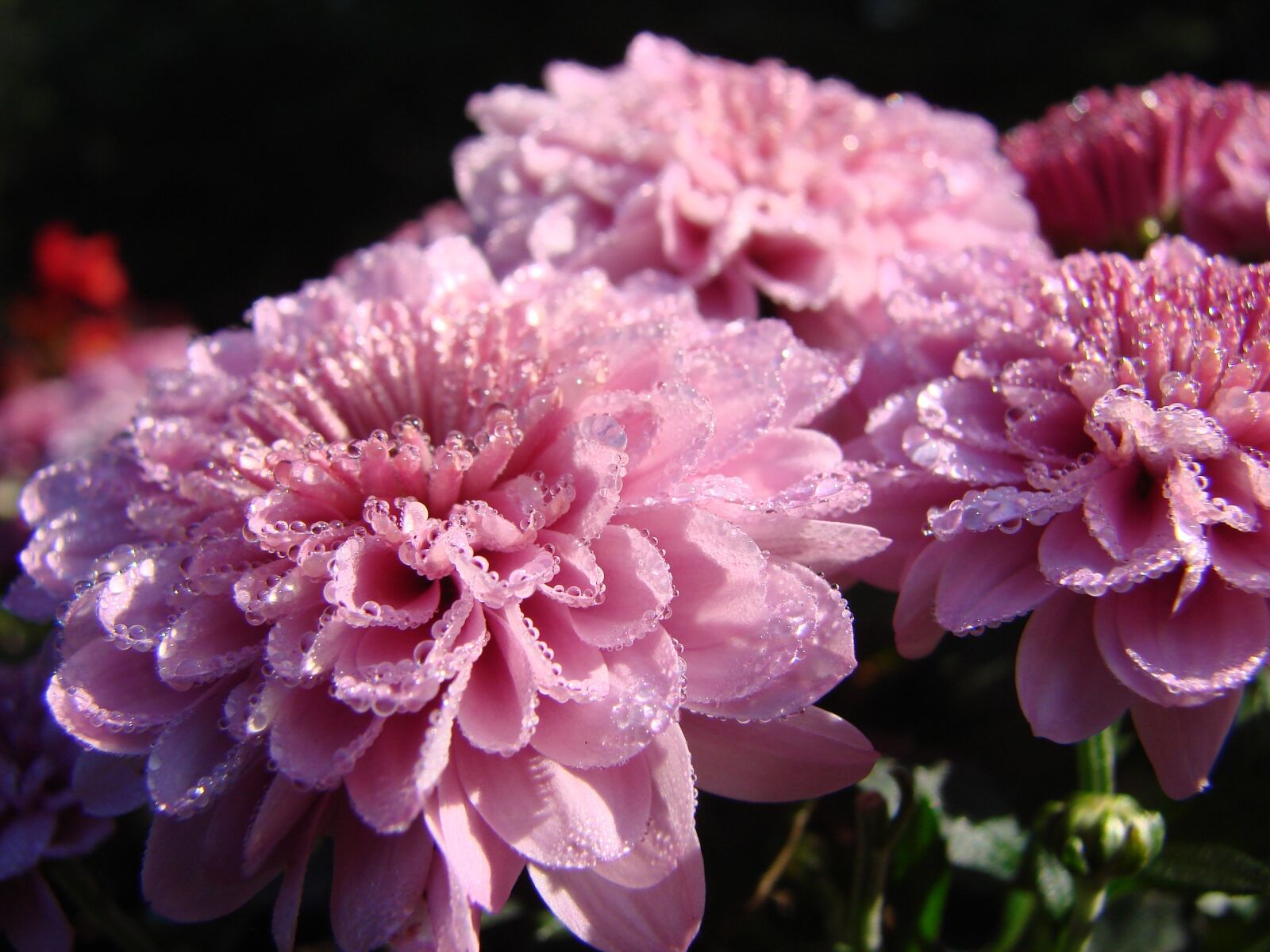 Sony DSC-H5 sample photo. Flower, chrysanthemum, asteraceae photography