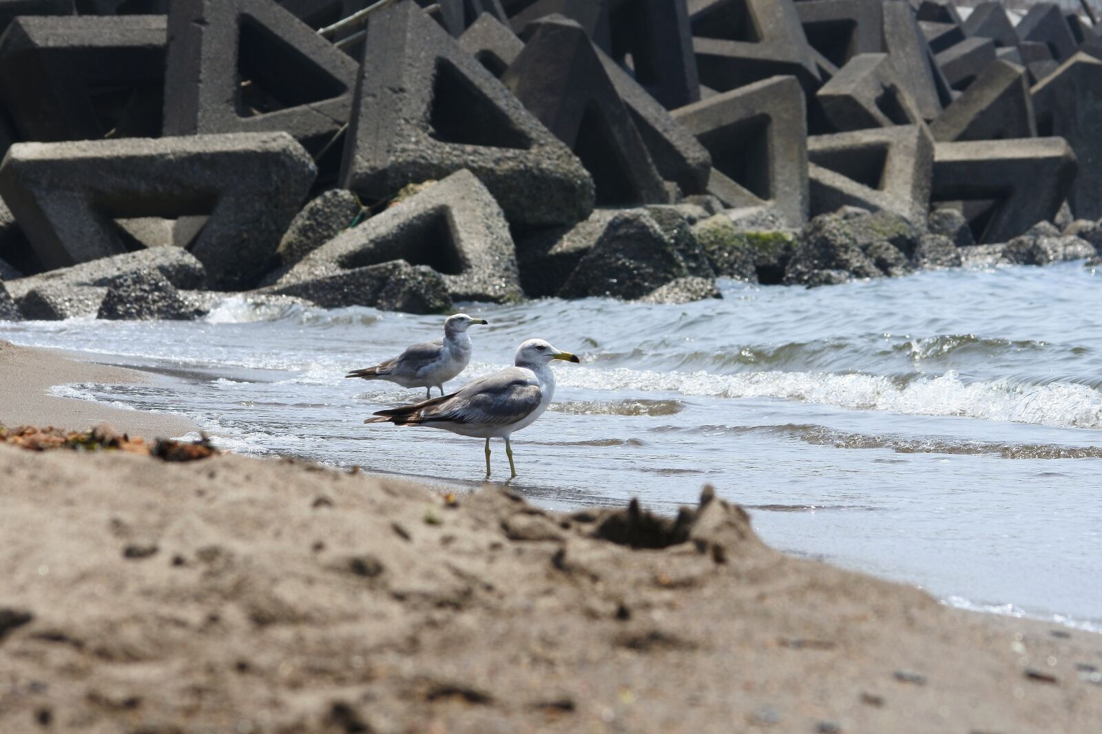 Nikon 1 J5 + VR 55-200mm f/4-5.6G sample photo. Animal, sea, beach photography
