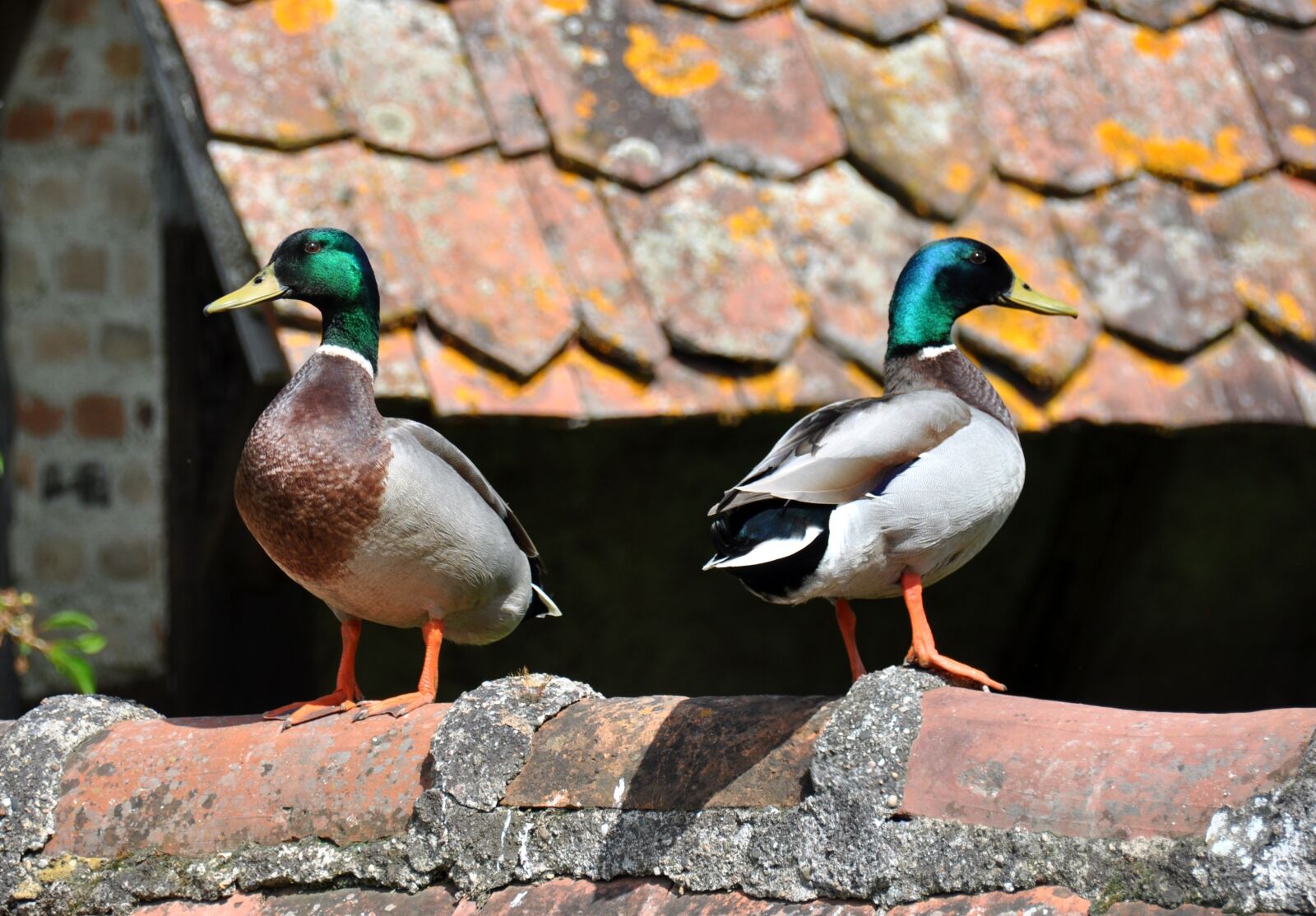 Nikon D90 sample photo. Ecomuseum, alsace, ungersheim photography