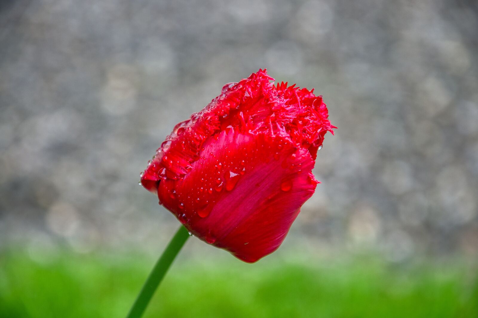 Nikon D5000 sample photo. Tulip, red, wet photography