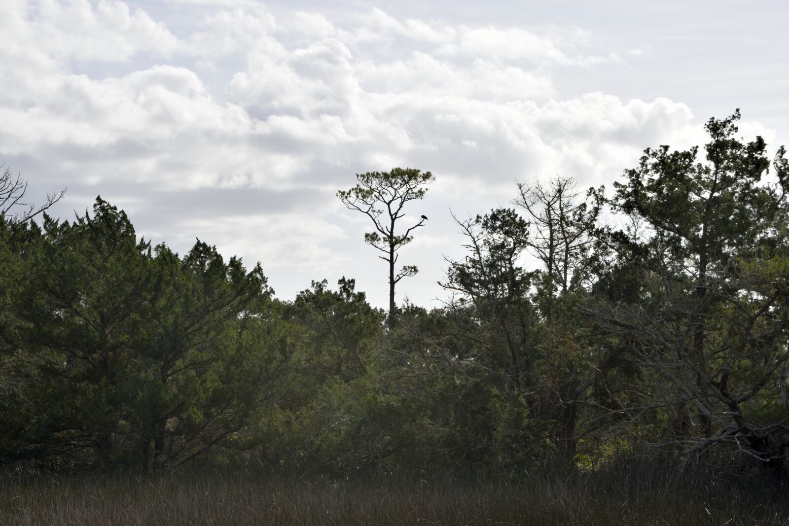 Nikon D3300 sample photo. Florida, marsh, wetland photography