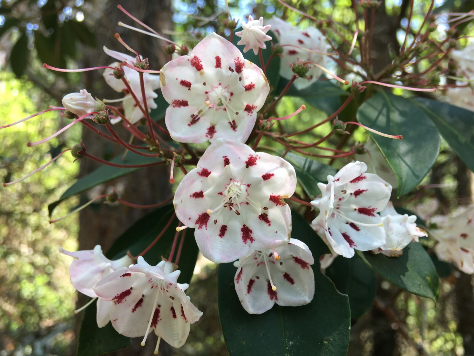 iPhone 6s Plus back camera 4.15mm f/2.2 sample photo. Kalamia, flowers, white and photography