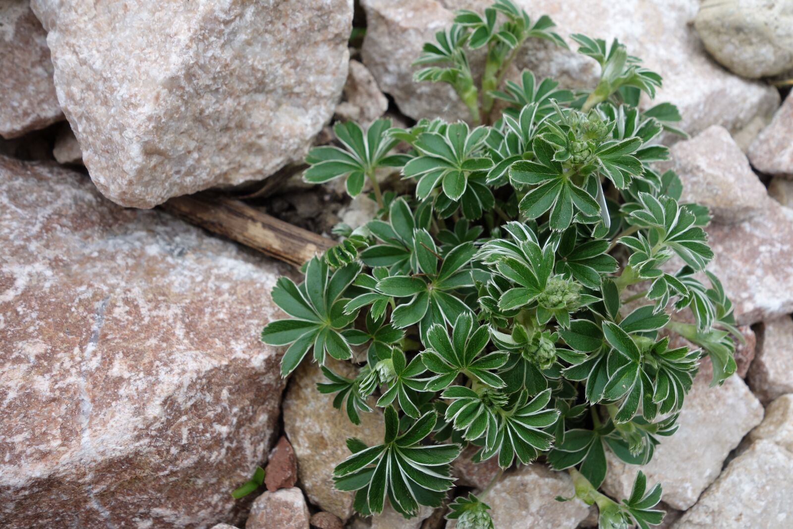 Sony Cyber-shot DSC-RX100 sample photo. Frauenmantel, mountain plant, mountain photography