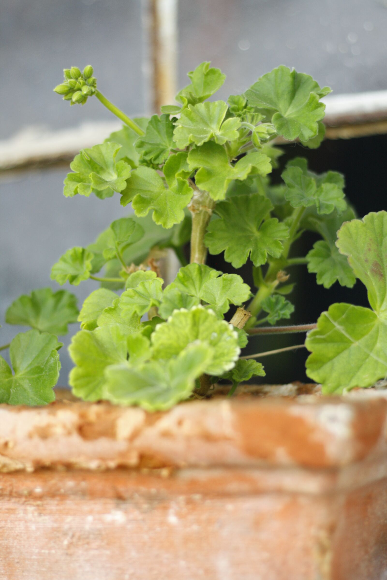 Canon EOS 1000D (EOS Digital Rebel XS / EOS Kiss F) sample photo. Box, geraniums, spring photography