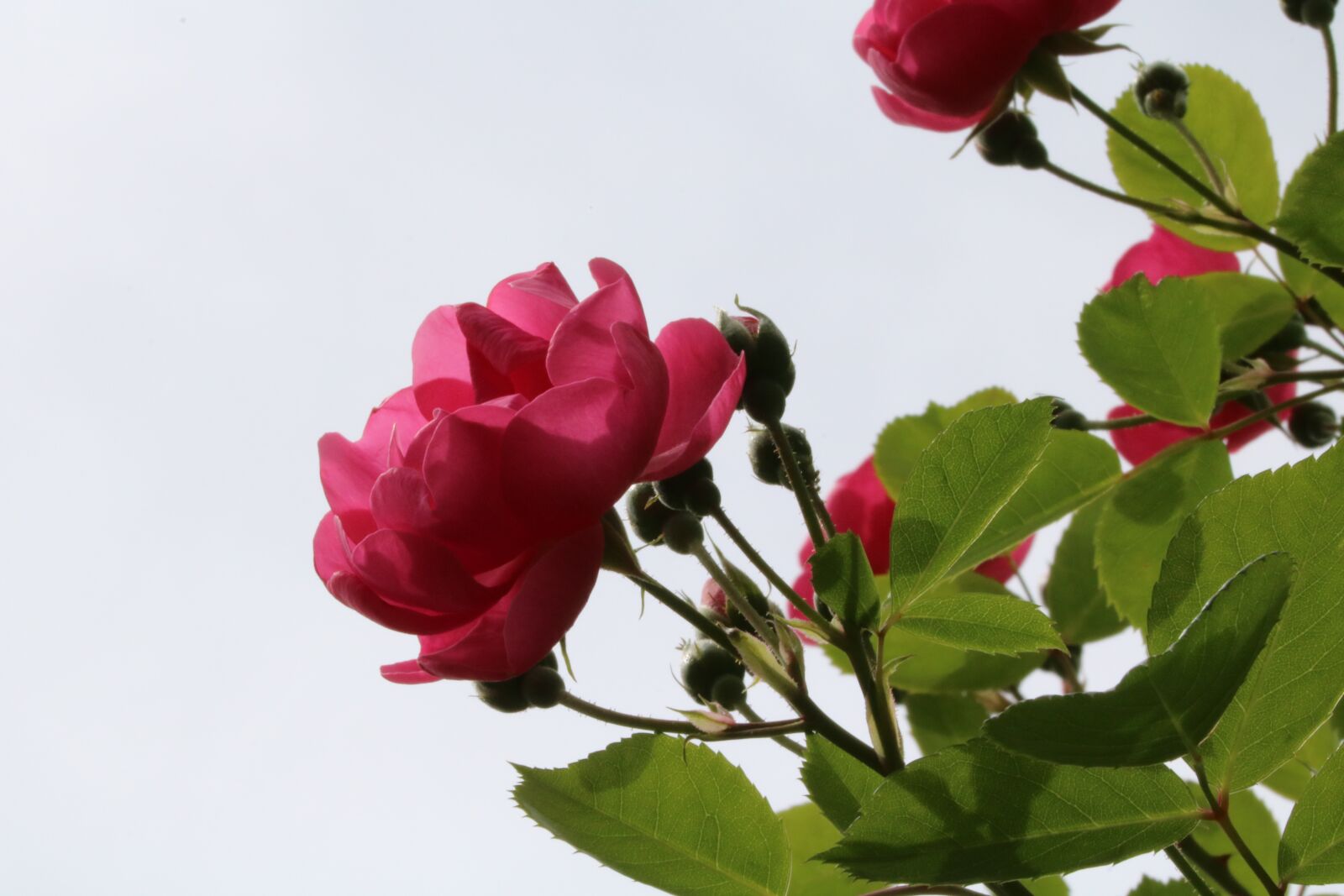 Canon EOS 750D (EOS Rebel T6i / EOS Kiss X8i) sample photo. Rose, flowers, spring photography